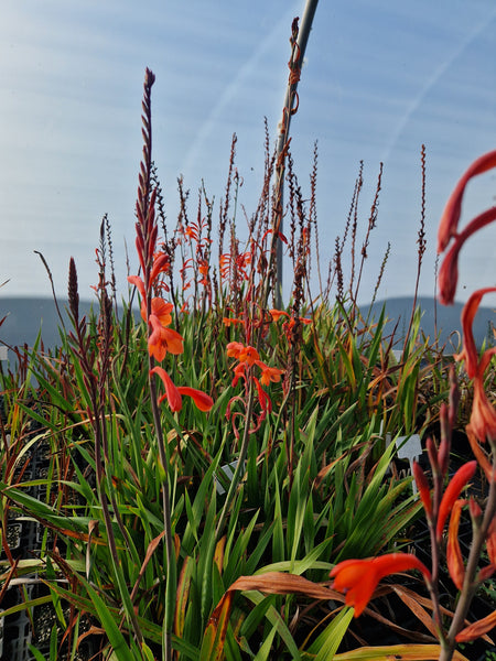 Watsonia beatricis