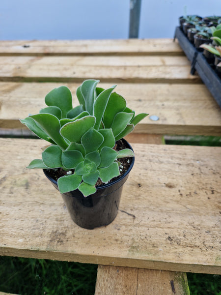 Aeonium canariense