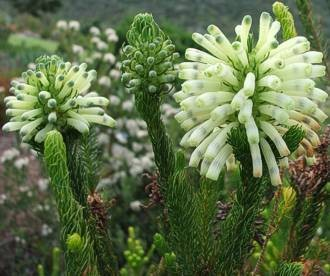 Erica sessiliflora