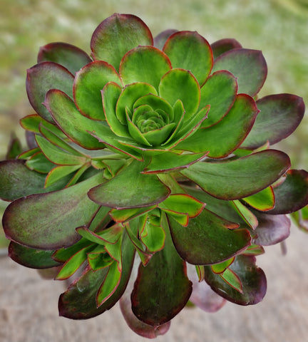 Aeonium 'Sennen Sunset'