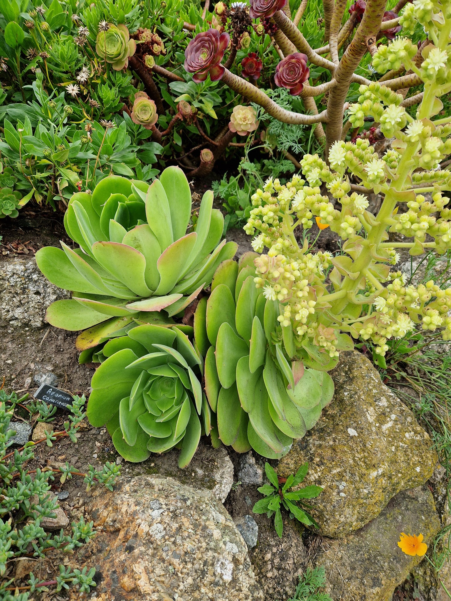 Aeonium canariense