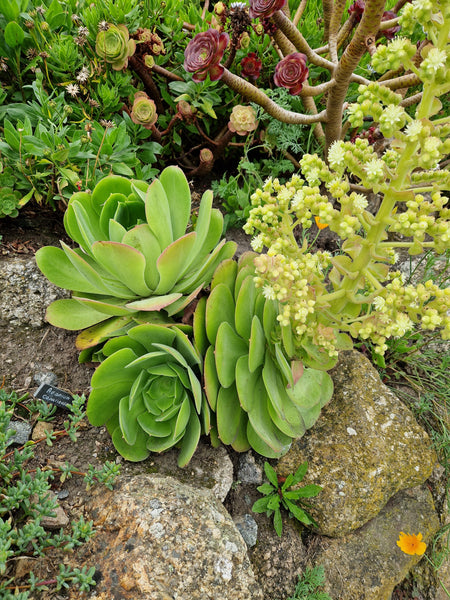 Aeonium canariense