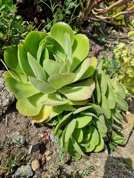 Aeonium canariense