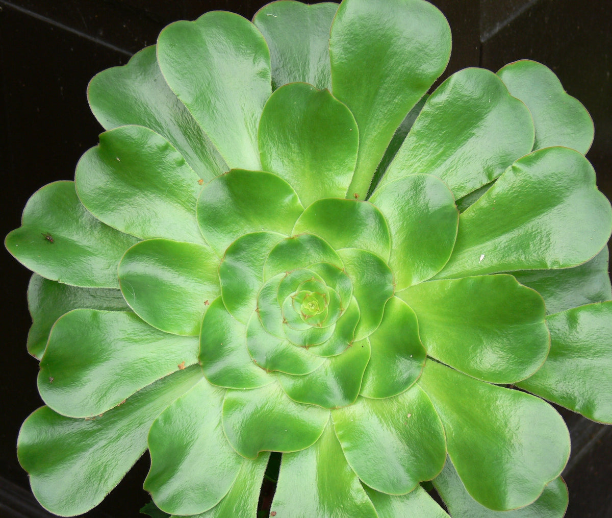 Aeonium undulatum – Penberth Plants