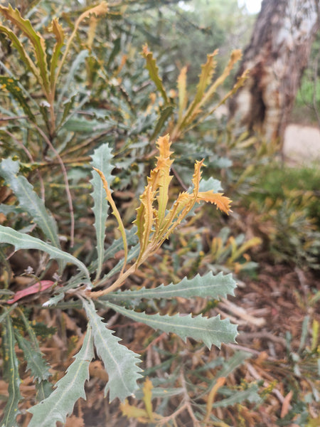 Banksia caleyi