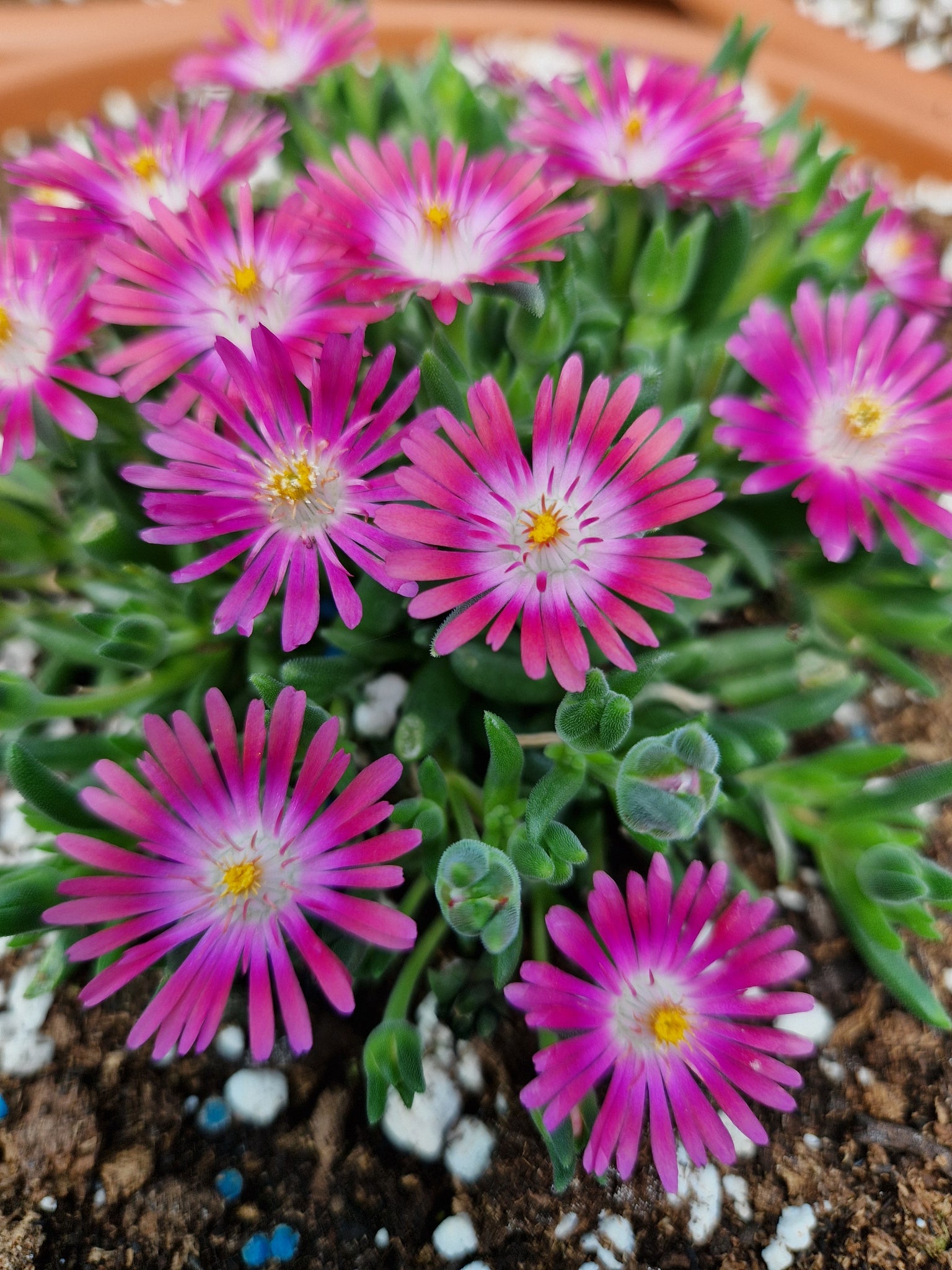 Delosperma cooperi 'Candy Floss'