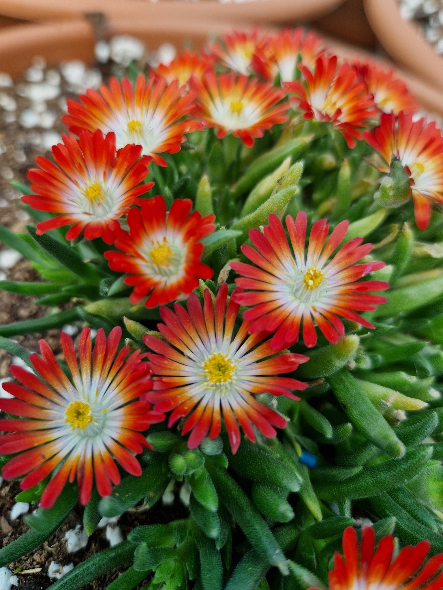 Delosperma cooperi 'Sunset'