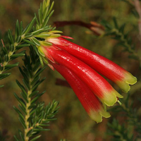 Erica versicolor