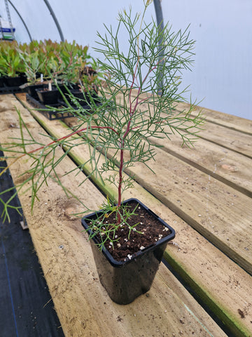 Hakea trifurcata