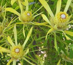 Leucadendron coniferum