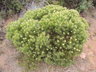 Leucadendron coniferum