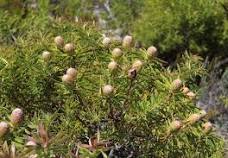 Leucadendron coniferum