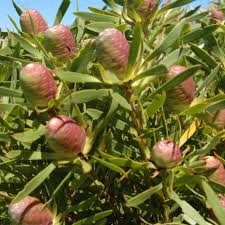 Leucadendron coniferum