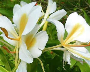 Hedychium Gold spot