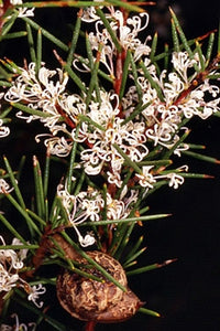 Hakea sericea