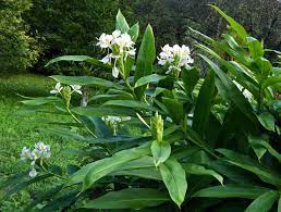 Hedychium coronarium