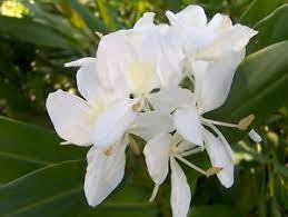 Hedychium coronarium