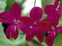 Pelargonium 'Schottii'