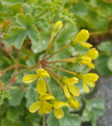 Pelargonium gibbosum