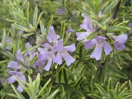 Westringia fruticosa variegata