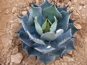 Agave guadalajarana